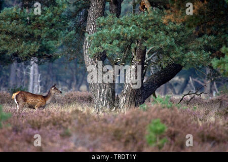 Red Deer (Cervus elaphus), Hinterbeinen stehend auf einer Heide, Niederlande Stockfoto