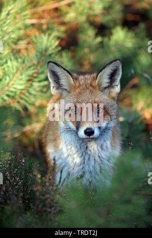 Red Fox (Vulpes vulpes), Porträt zwischen Nadelbäumen, Vorderansicht, Niederlande Stockfoto