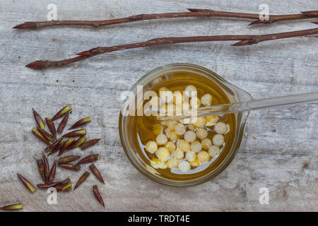 Balsam poplar, Ost Balsam-Pappel (Populus balsamifera tacamahac), Herstellung einer Pappel Creme: Bienenwachs ist auf die Pappel Knospen hinzugefügt extrahieren Stockfoto