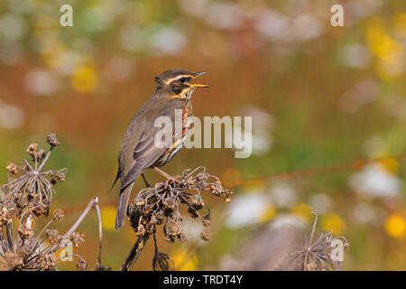 Rotdrossel (Turdus Iliacus), Gesang männlich, Island Stockfoto