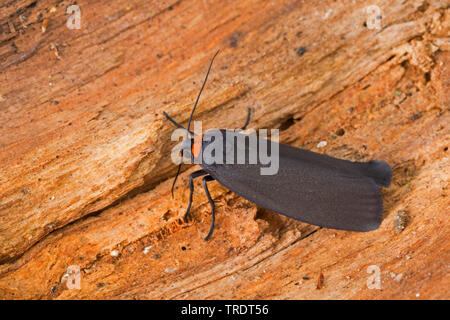 Red-necked Lackei (Atolmis rubricollis, Gnophria rubricollis), sitzend auf Holz, Deutschland Stockfoto