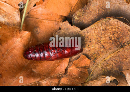 Jersey Tiger, Russische Tiger (Euplagia quadripunctaria, Callimorpha quadripunctaria, Phalaena quadripunctaria, Panaxia quadripunctaria), Puppe, Deutschland Stockfoto