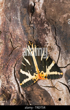 Jersey Tiger, Russische Tiger (Euplagia quadripunctaria, Callimorpha quadripunctaria, Phalaena quadripunctaria, Panaxia quadripunctaria), sitzend auf Rinde, Deutschland Stockfoto