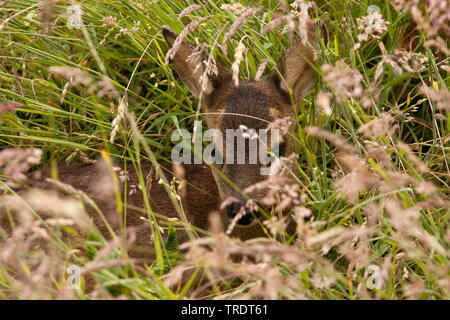 Reh (Capreolus capreolus) Kitz auf Gras verborgen liegen, Niederlande Stockfoto