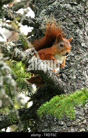 Europäische Eichhörnchen, Eurasischen Eichhörnchen (Sciurus vulgaris), sitzen auf einer Fichte, Niederlande Stockfoto