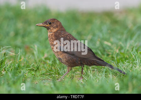 Amsel (Turdus merula), Jugendliche auf dem Boden, Deutschland Stockfoto