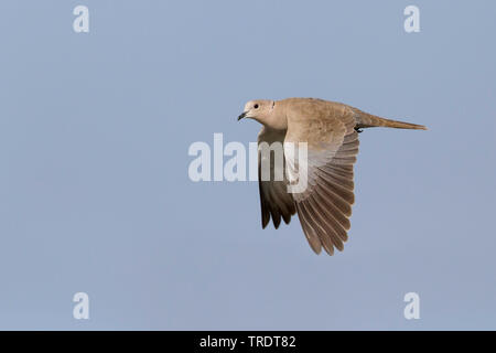 Collared dove (Streptopelia decaocto), Fliegende, Oman Stockfoto