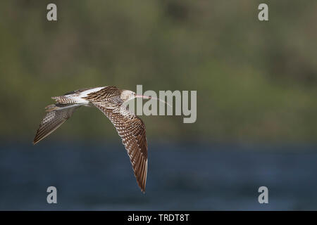 Western Brachvögel (Numenius arquata orientalis, Numenius orientalis), im Flug, Oman Stockfoto