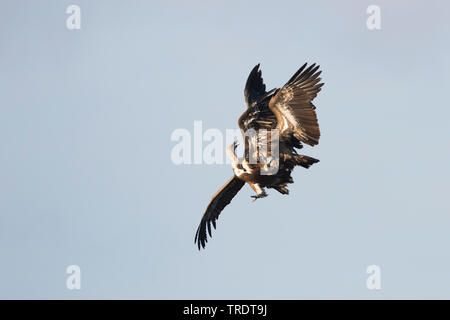 Gänsegeier (Tylose in Fulvus), zwei Geier in der Luft kämpfen, Spanien Stockfoto