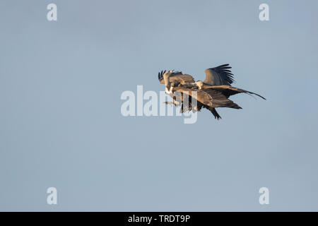 Gänsegeier (Tylose in Fulvus), zwei Geier in der Luft kämpfen, Spanien Stockfoto