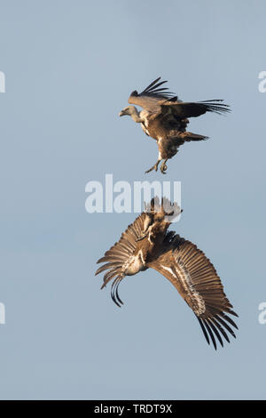 Gänsegeier (Tylose in Fulvus), zwei Geier in der Luft kämpfen, Spanien Stockfoto