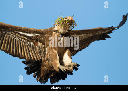 Gänsegeier (Tylose in Fulvus), fliegende Erwachsener mit Nistmaterial Landung, Spanien Stockfoto