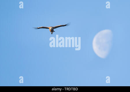 Gänsegeier (Tylose in Fulvus), Fliegen mit dem Mond, Spanien Stockfoto