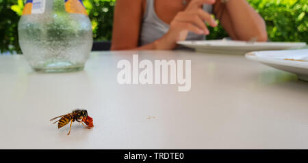 Wasp mit einem Stück Kuchen auf der Terrasse, Deutschland Stockfoto