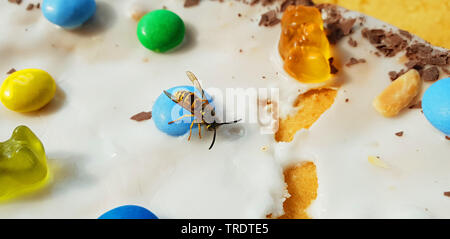 Wasp auf ein Stück Kuchen auf der Terrasse, Deutschland Stockfoto