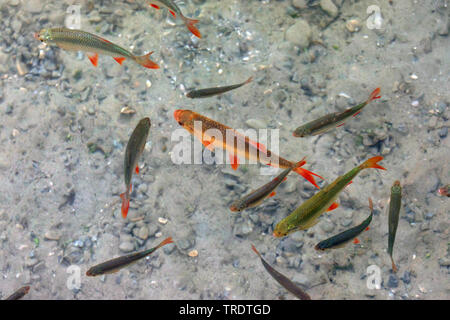 Rotfeder (Scardinius erythrophthalmus), goldene Farbe - Form zwischen autochthonen, Deutschland, Bayern Stockfoto