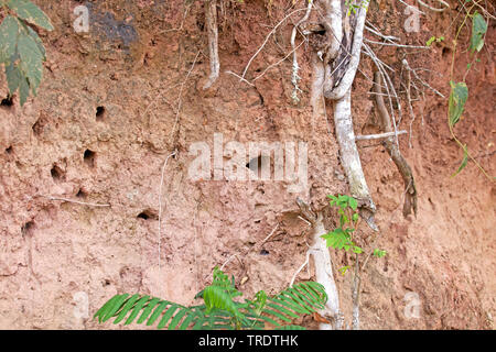 Drei-toed jacamar (Jacamaralcyon tridactyla), nesting Bohrungen auf steilen, Brasilien Stockfoto