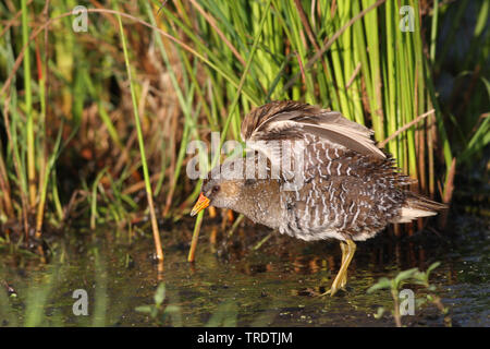 Tüpfelsumpfhuhn (porzana Porzana), Erwachsene im Marsh, Niederlande Stockfoto