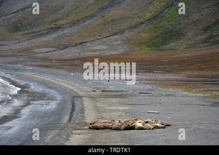 Walross (Odobenus rosmarus), die Herde von walross am Ufer, Norwegen, Spitzbergen Stockfoto