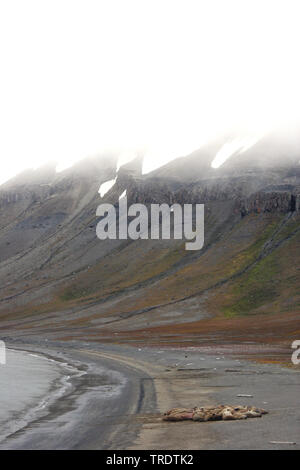 Walross (Odobenus rosmarus), die Herde von walross am Ufer, Norwegen, Spitzbergen Stockfoto