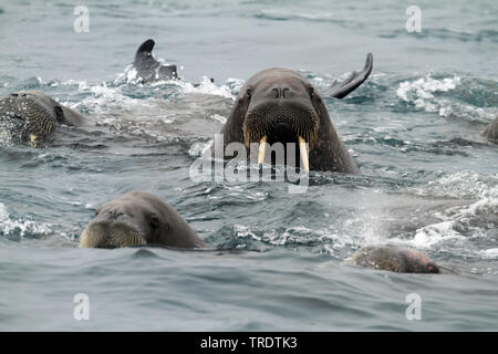 Walross (Odobenus rosmarus), Schwimmen Walrosse, Norwegen, Spitzbergen Stockfoto