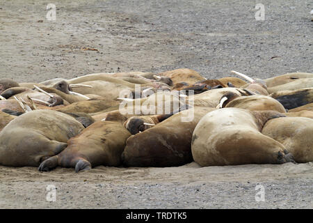 Walross (Odobenus rosmarus), die Herde von walross am Ufer, Norwegen, Spitzbergen Stockfoto