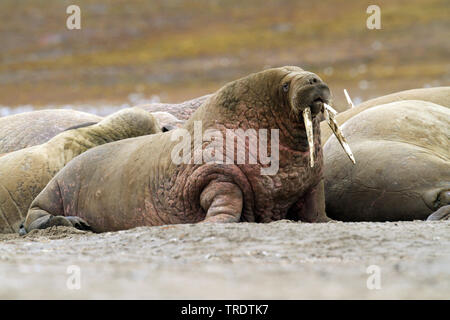 Walross (Odobenus rosmarus), walross in einer Herde am Ufer, Norwegen, Spitzbergen Stockfoto