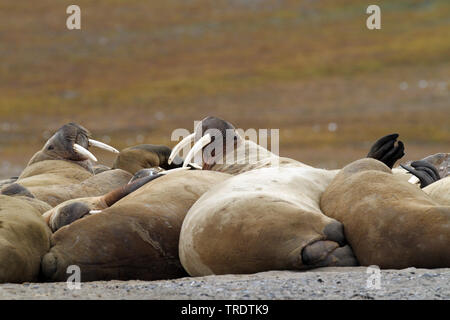 Walross (Odobenus rosmarus), die Herde von walross am Ufer, Norwegen, Spitzbergen Stockfoto