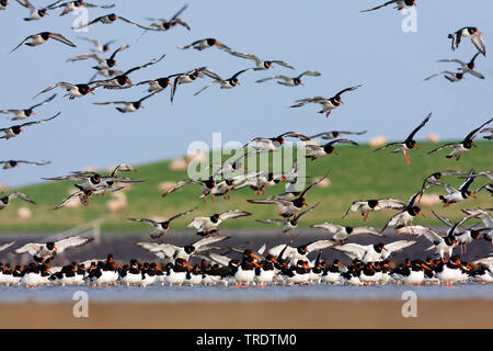 Paläarktis Austernfischer (Haematopus ostralegus), Herde Landung an der Nordsee, Deutschland Stockfoto