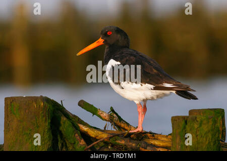 Paläarktis Austernfischer (Haematopus ostralegus), hocken auf einer hölzernen Wavebreaker, Seitenansicht, Deutschland Stockfoto