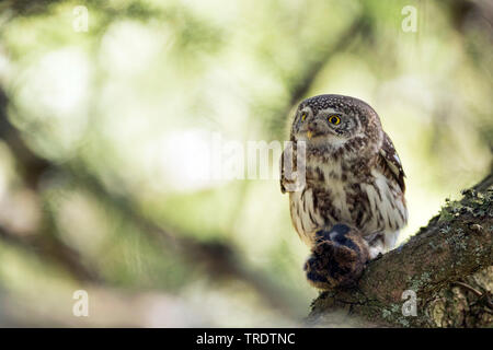 Eurasischen Sperlingskauz (Glaucidium passerinum passerinum passerinum, glaucidium), Weibliche hocken auf einem lichened Zweig mit Beute, Vorderansicht, Österreich Stockfoto