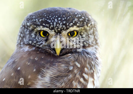 Eurasischen Sperlingskauz (Glaucidium passerinum passerinum passerinum, glaucidium), Porträt, Deutschland Stockfoto