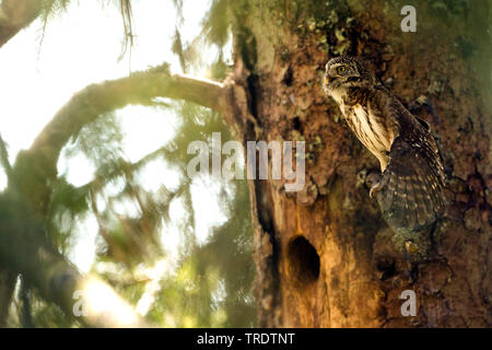 Eurasischen Sperlingskauz (Glaucidium passerinum passerinum passerinum, glaucidium), Weibliche aufmerksam sitzt auf einem Ast, Deutschland Stockfoto