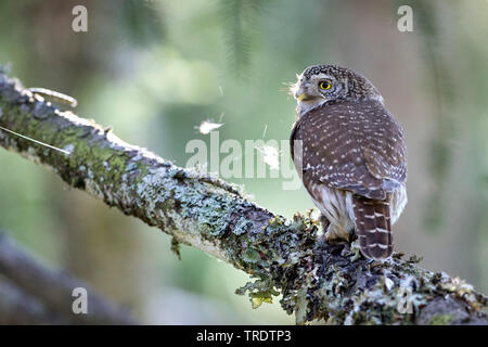 Eurasischen Sperlingskauz (Glaucidium passerinum passerinum passerinum, glaucidium), Weibliche hocken auf einem lichened Zweig mit Beute, Rückansicht, Österreich Stockfoto