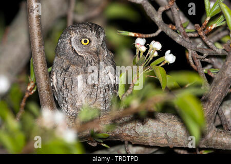 Eurasian scops Owl (Otus scops scops, Otus scops), sitzt auf einem Ast, Spanien, Balearen, Mallorca Stockfoto