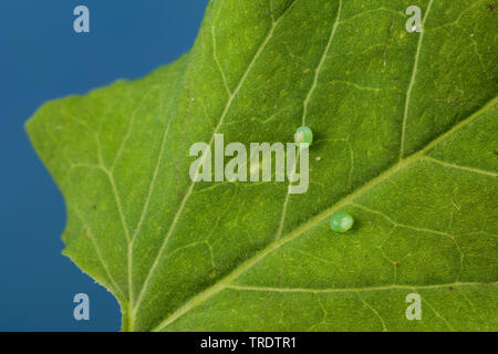 Convolvulus Tabakschwärmer, Morning glory Sphinx Moth (Agrius convolvuli, Herse convolvuli, Sphinx convolvuli), Eier auf einem Blatt, Deutschland Stockfoto