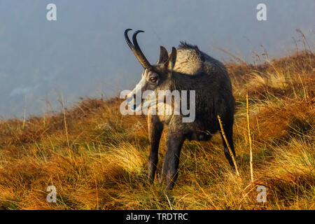 Gemse (Rupicapra rupicapra), stehend auf Gras im Herbst, Frankreich, Vogesen Stockfoto