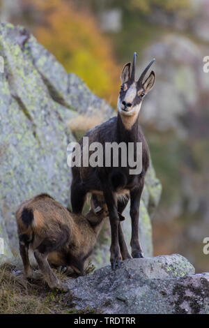 Gemse (Rupicapra rupicapra), weibliche Säuglinge fawn auf herbstliche Felsformation, Frankreich, Vogesen Stockfoto