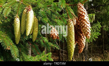 Die Fichte (Picea abies), die Kegel auf einem Zweig, Deutschland Stockfoto