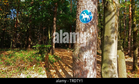 Reitweg im Wald, Deutschland Stockfoto