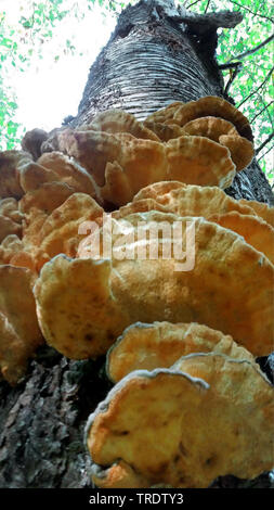 Das Huhn von den Wäldern, Aulphur polypore, Schwefel Shelf (Laetiporus sulfureus), auf einem Baumstamm Wild Cherry, Deutschland Stockfoto