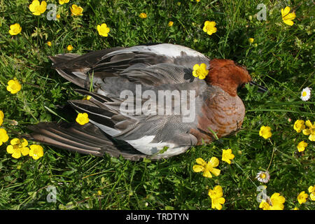 Europäische Pfeifente (Anas penelope, Mareca penelope), toten Drake in eine blühende Wiese, Ansicht von oben, Niederlande Stockfoto