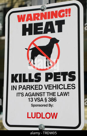 Anmelden, lassen Sie Hunde im Auto, USA, Vermont Stockfoto