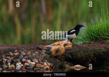 Schwarz-billed Magpie (Pica Pica), an einem toten Ferkel, Deutschland Stockfoto