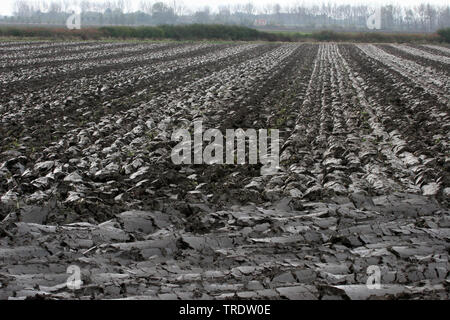 Ton Boden, Acker nach dem Pflügen, Niederlande Stockfoto