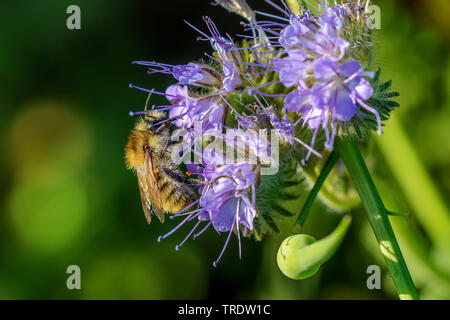 Biene Nahrung, Rainfarn Scorpion - Unkraut (Phacelia tanacetifolia), Blumen mit Bumble Bee, Deutschland, Bayern, Isental Stockfoto