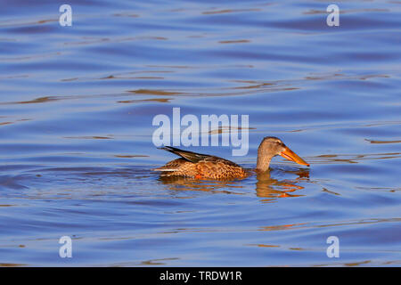 Northern shoveler (Anas Clypeata), Schwimmen weibliche, Deutschland, Bayern Stockfoto