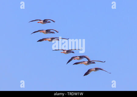 Graugans (Anser anser), Gruppe im Formationsflug, Deutschland, Bayern Stockfoto