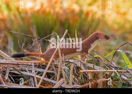 Hermelin Hermelin, Short-tailed weasel (Mustela erminea), die von der Wasserseite, Deutschland, Bayern Stockfoto