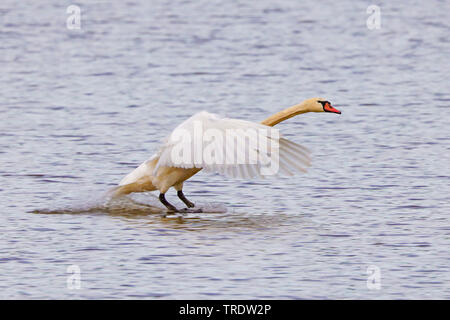 Höckerschwan (Cygnus olor), Landung auf dem Wasser, Seitenansicht, Deutschland, Bayern Stockfoto